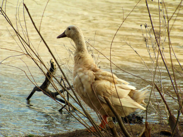 Cute Tan Duck